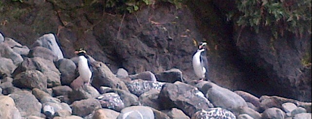 Fiordland Crested Penguin Tawaki Breeding Area is one of Kiwiland.