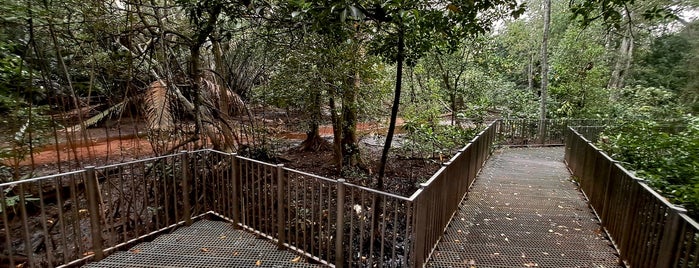 Mangrove Boardwalk | Admiralty Park is one of Trek Across Singapore.