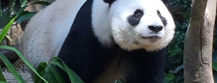 Giant Panda Forest is one of Singapore to-do list.
