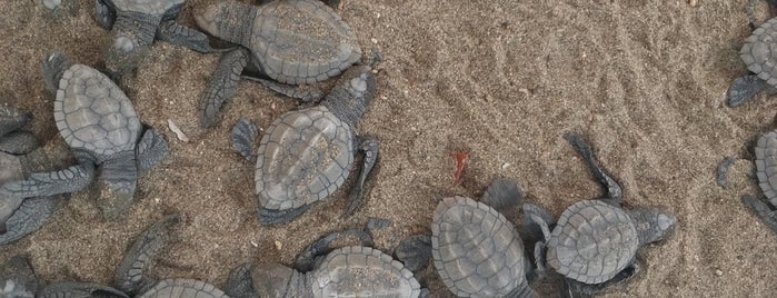 Campamento Tortuguero Playa Larga is one of Roberta 님이 좋아한 장소.