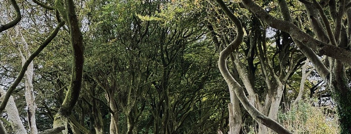 The Dark Hedges is one of In Dublin's Fair City (& Beyond).