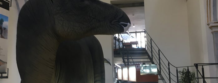 Museu Temps de Dinosaures is one of Que ver en Morella.