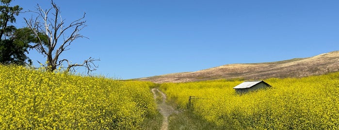 Brushy Peak Regional Preserve is one of Stuff to do with the kiddos.
