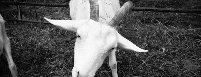 ネオパークオキナワ is one of 動物園.