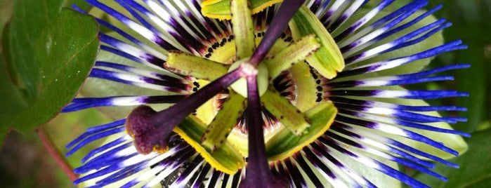 Passiflora is one of Check-in miei.