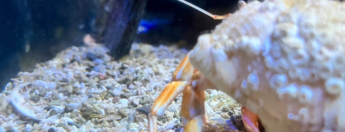 The National Lobster Hatchery is one of Cornwall.