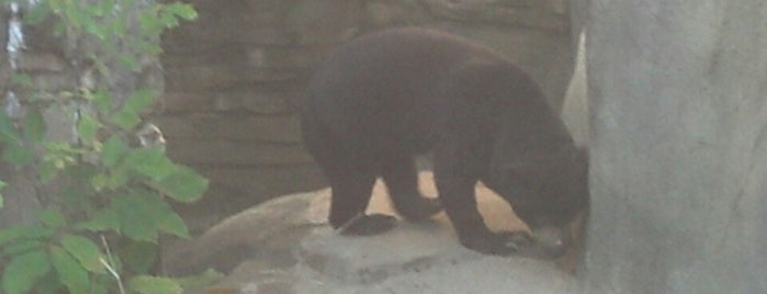 Sun Bear Exhibit is one of Things To Do --- NEAR Home.