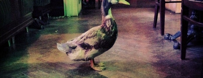 Wild Duck is one of Пабы ВО.