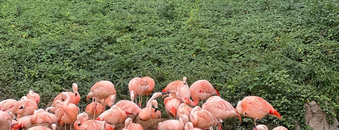 Flamingo Exhibit is one of Nature.