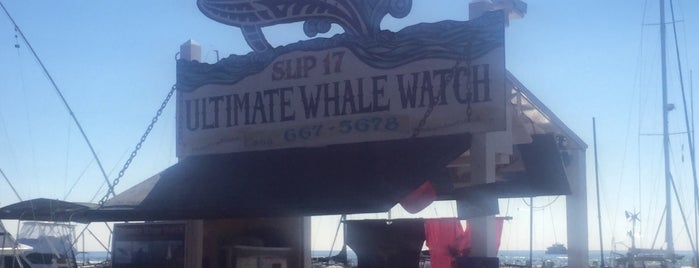 Ultimate Whale Watch is one of Tempat yang Disukai Eric.