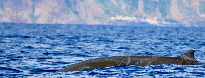 Lobosonda Whale watching is one of Madeira.