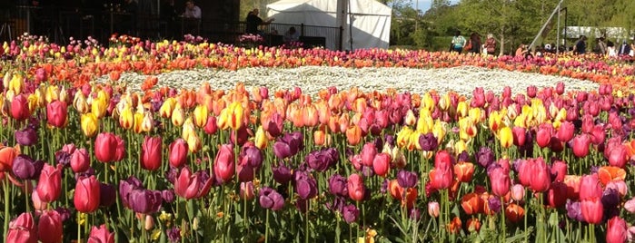 Floriade is one of Canberra ♥.