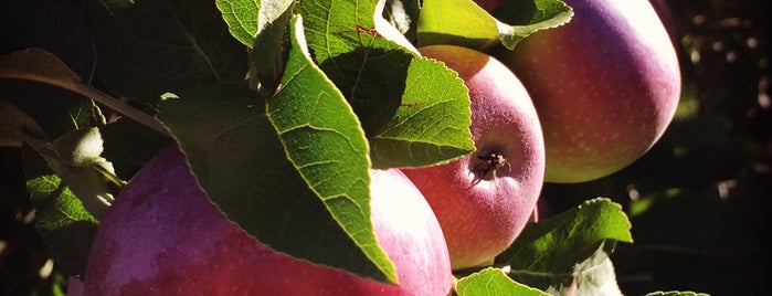 Wallingford's Apple Orchard is one of Vacation Maine New Hampshire.