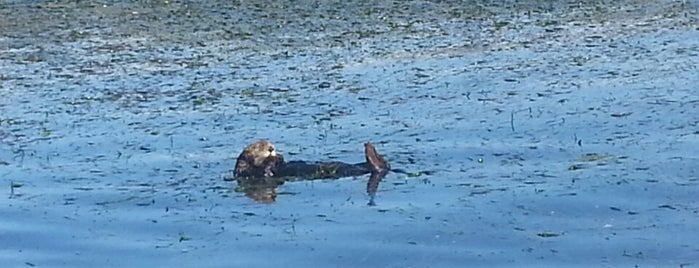 Elkhorn Slough Safari is one of Todo Fun.