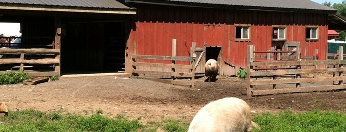 Woodstock Farm Animal Sanctuary is one of An Adventure-Seeker's Guide to the Catskills.