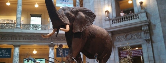 Smithsonian National Museum of Natural History is one of DC.