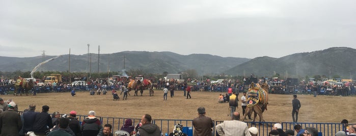 Canlı Deve Güreşi Arenası is one of Deve Güreşi.