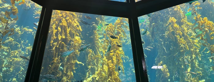 Kelp Forest is one of monterey California.