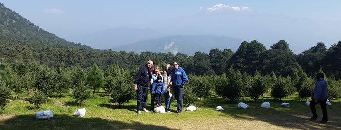 Bosque De Los Arboles De Navidad is one of สถานที่ที่ Francisco ถูกใจ.