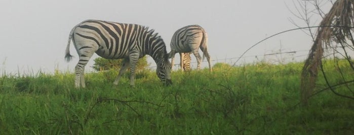 Amatikulu Nature Reserve is one of Areeb's Spots.
