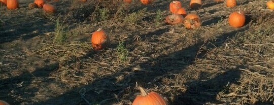 Jims Pumkin Patch is one of Lugares favoritos de Shyloh.