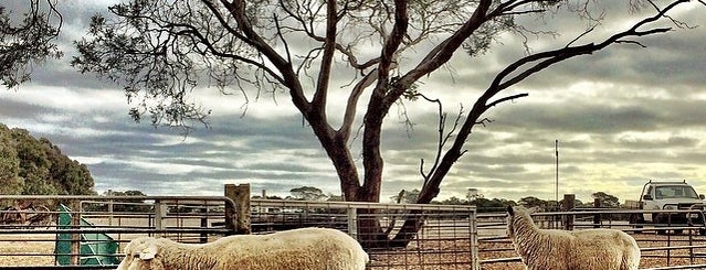 Island Pure Sheep Dairy is one of สถานที่ที่บันทึกไว้ของ Ruth.