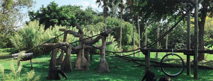Chimpanzees is one of Lugares favoritos de Lizzie.