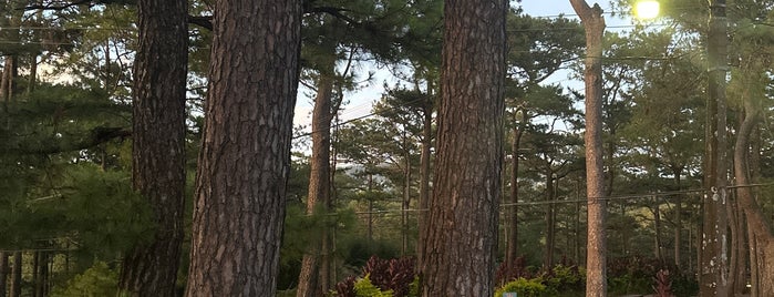 Tree Top Adventure is one of Baguio.