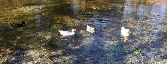 Landa Park is one of San Antonio Spring Break.