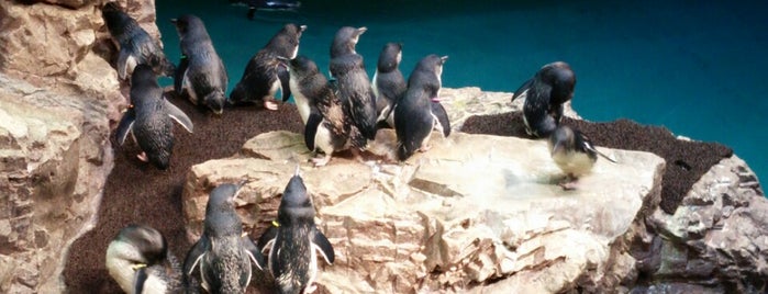 New England Aquarium is one of Boston.