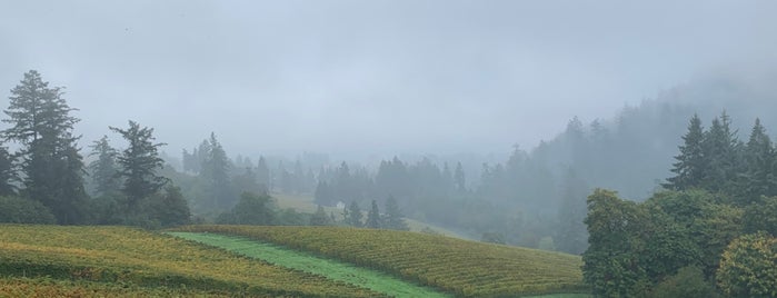 Ayoub Vineyard is one of Oregon Wine Country.