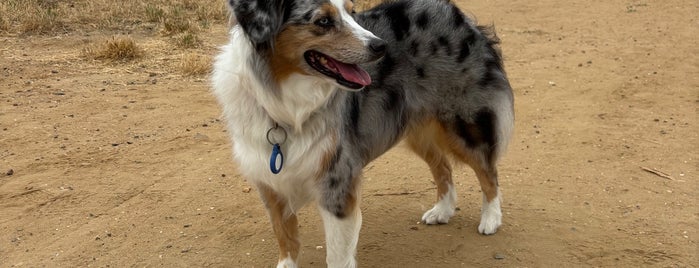 Fiesta Island Dog Park is one of Pet Friendly San Diego.