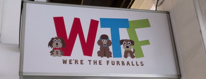 WTF (We are the Furballs) is one of Things to do with friends.