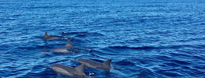 Dolphin watching point is one of Bali.