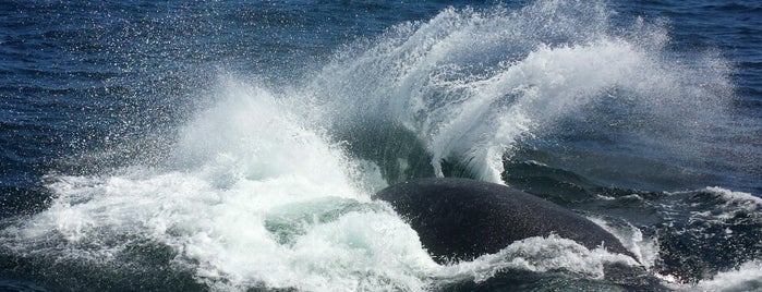 Whale Watch is one of Cape Cod.