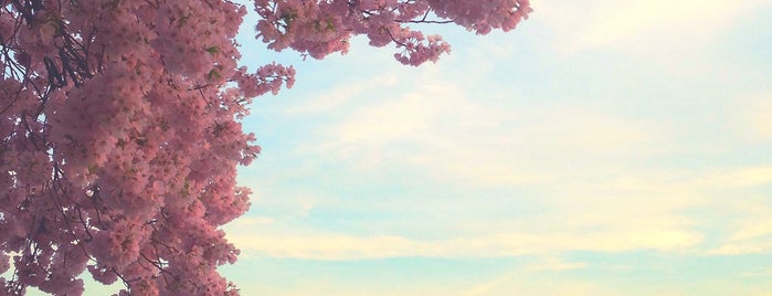 Cherry Blossoms is one of Tempat yang Disukai Tina.