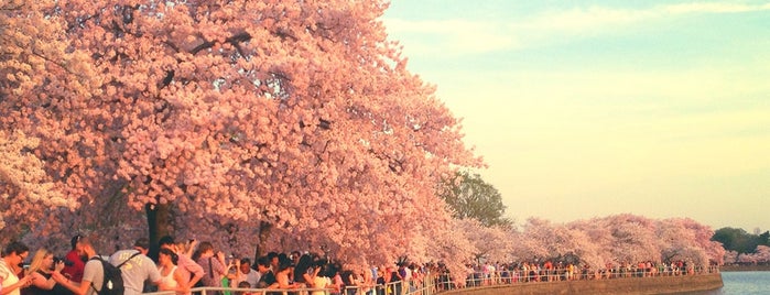Cherry Blossoms is one of Washington DC.