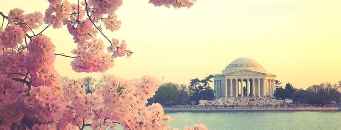 Cherry Blossoms is one of Washigton DC.