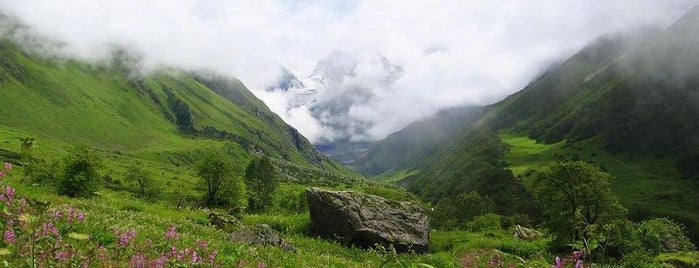 Valley of Flowers National Park is one of Before the Earth swallows me....