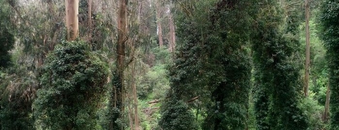 Mount Sutro Open Space Reserve is one of USA Trip 2013.