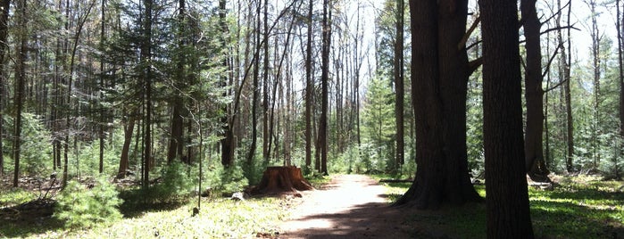Brown Woods, Bangor is one of hiking.