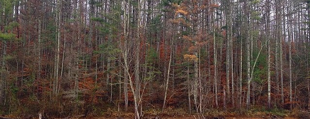 Cherokee National Forest is one of National Recreation Areas.