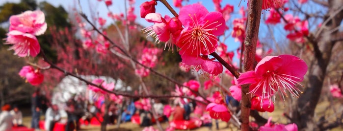 豊橋向山梅林園 is one of VisitSpotL+ Ver8.