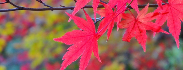 愛知県民の森 is one of 愛知県_紅葉スポット.