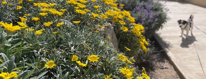 Chloraka Beach is one of Paphos.