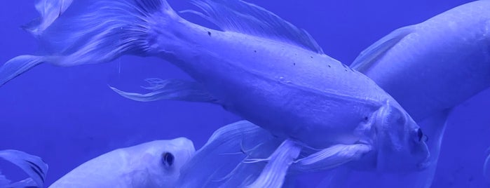 Samutsakhon Marine Aquarium is one of ช่างกุญแจบ้าน 094-856-7888 ช่างกุญแจมืออาชีพ.