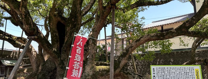 八百比丘御手植の大樟 is one of お気に入り.