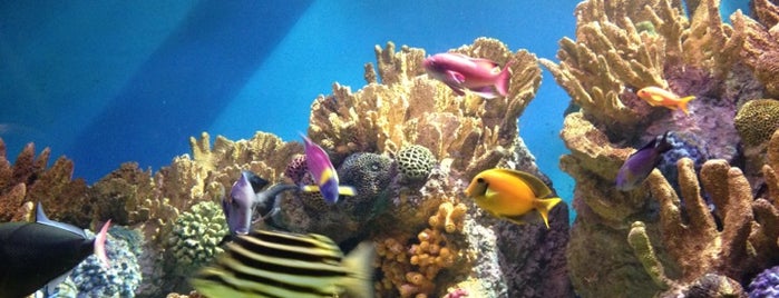 New England Aquarium is one of Things to do.