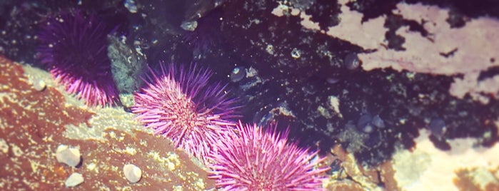 Westport Tide Pools is one of Posti che sono piaciuti a Petr.