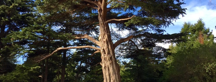 Golden Gate Park is one of Perfect Day SF.